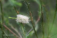 Melaleuca armillaris